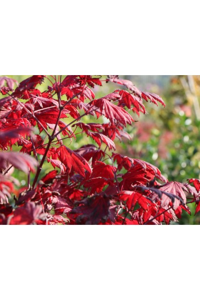 Acer shirasawanum Jordan